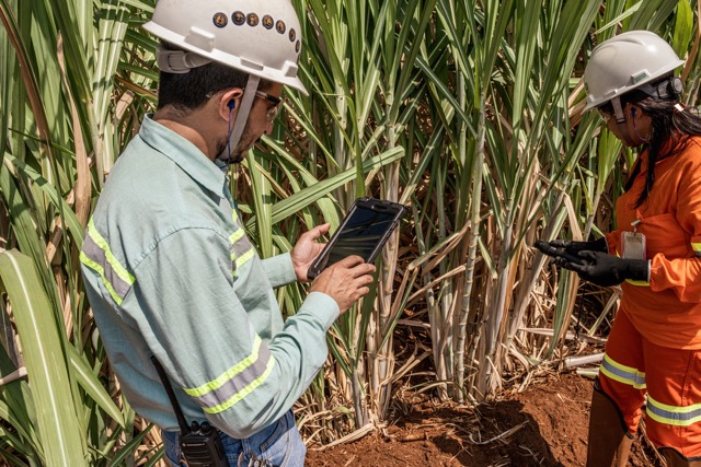 Two employees wearing helmets and safety gear inspecting tall crops with digital tablets.