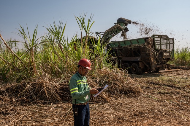 Worker in protective gear inspecting sugarcane field while harvesting machine loads cut cane into trailer.